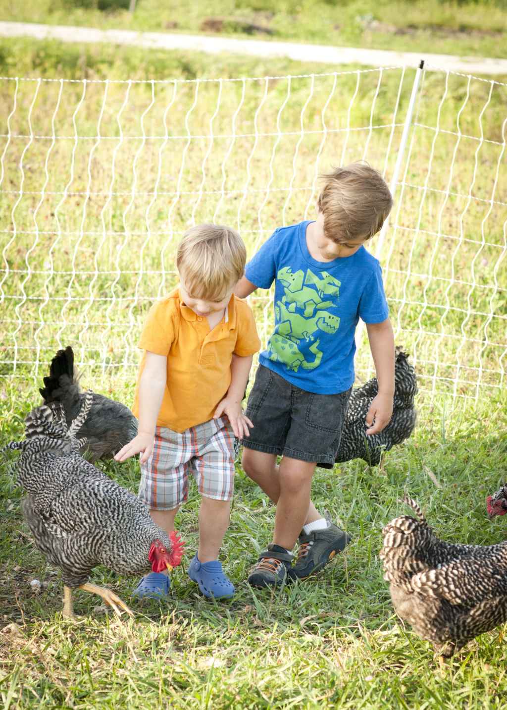 Arlol petting max497-min