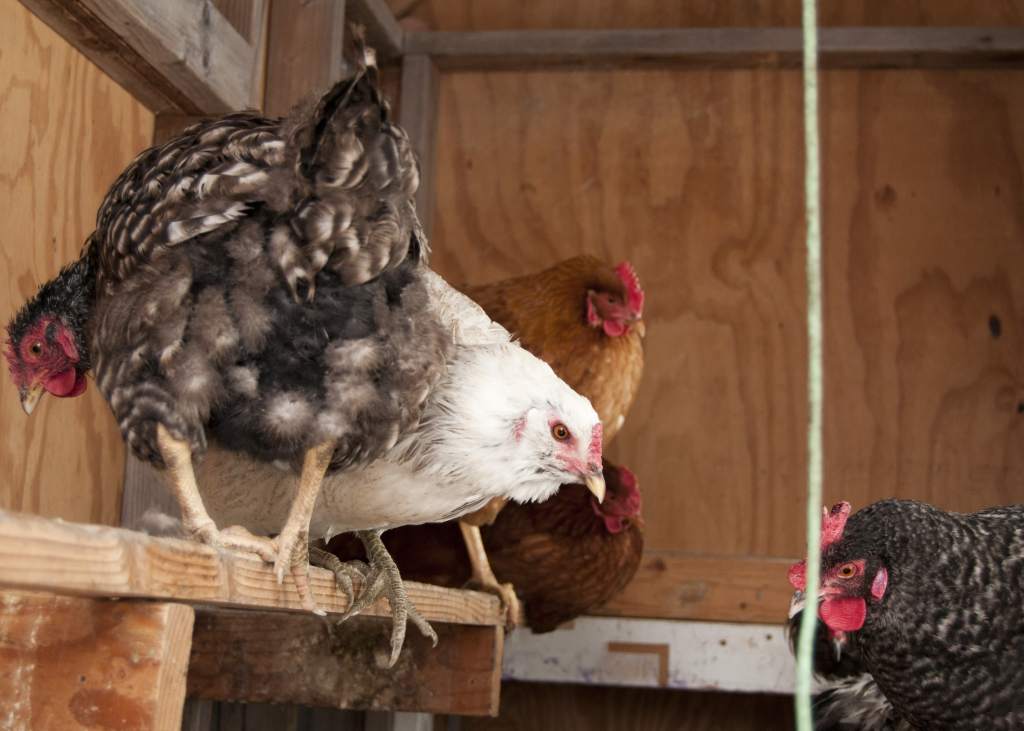 chickens in coop483-min.jpg