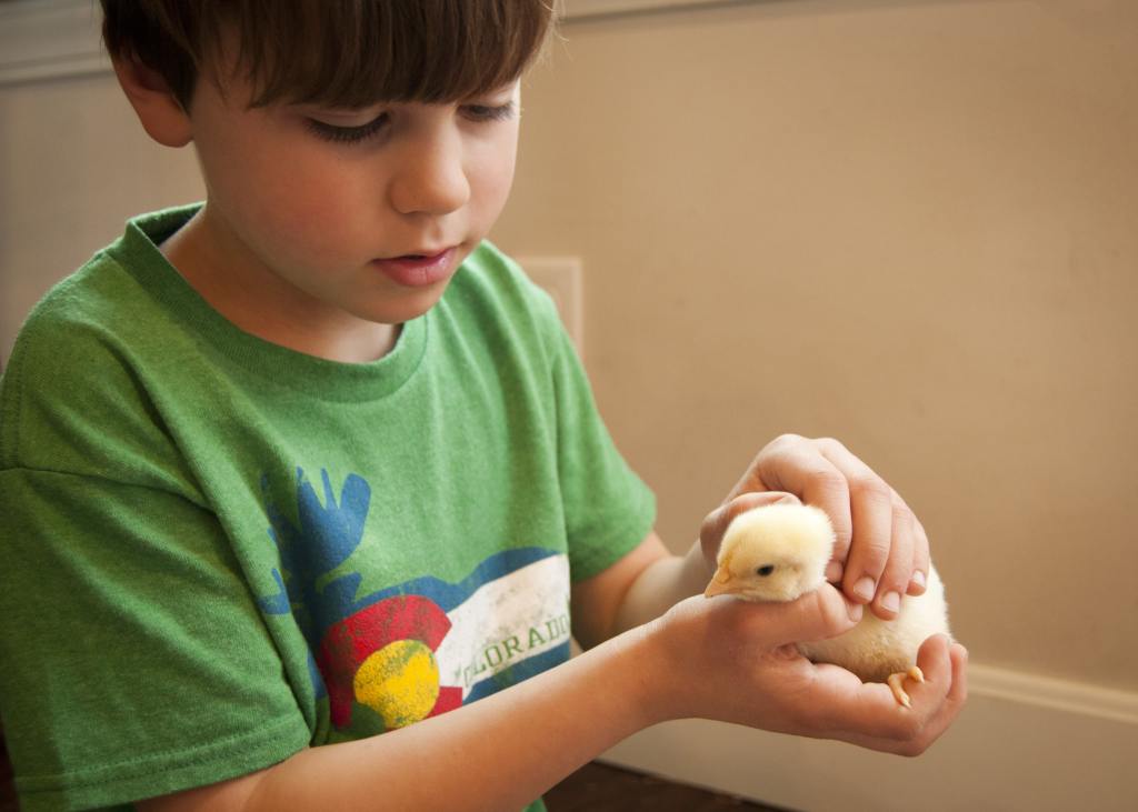 Ansel and a chick603-min