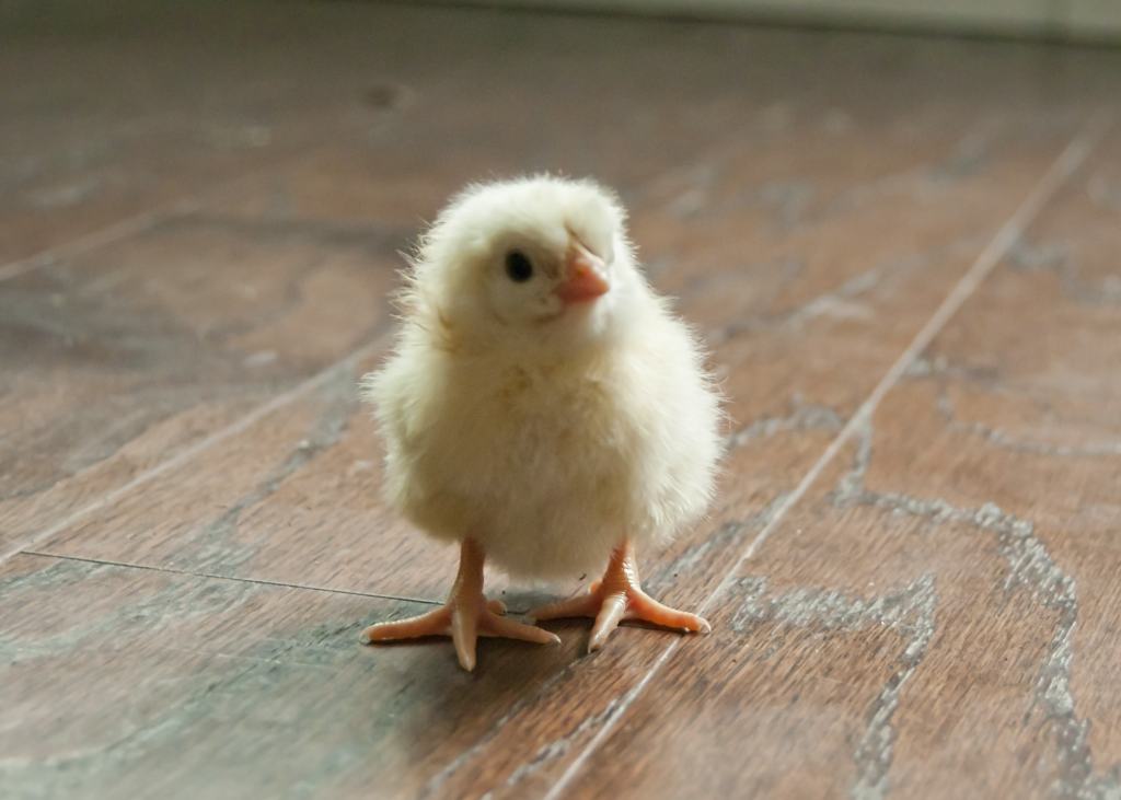 Newly hatched chick