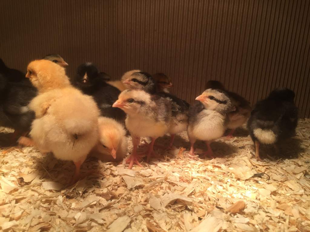 Day old chicks in a brooder