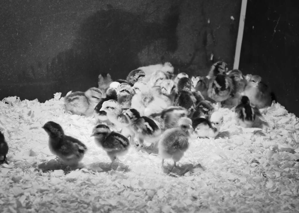 new chicks blacka nd white584-min