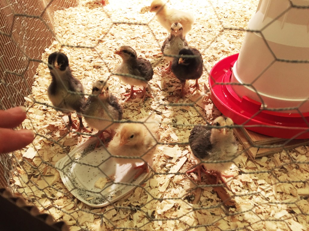 baby chicks 5.jpg