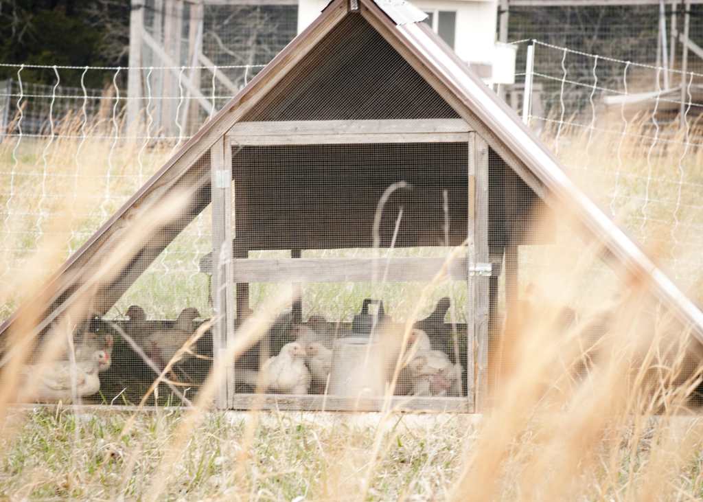 Cornish Cross Broiler Chickens in Chicken Tractor